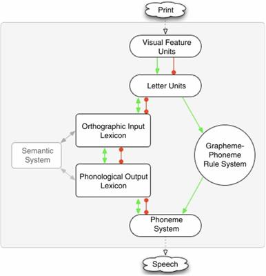 Double Trouble: Visual and Phonological Impairments in English Dyslexic Readers